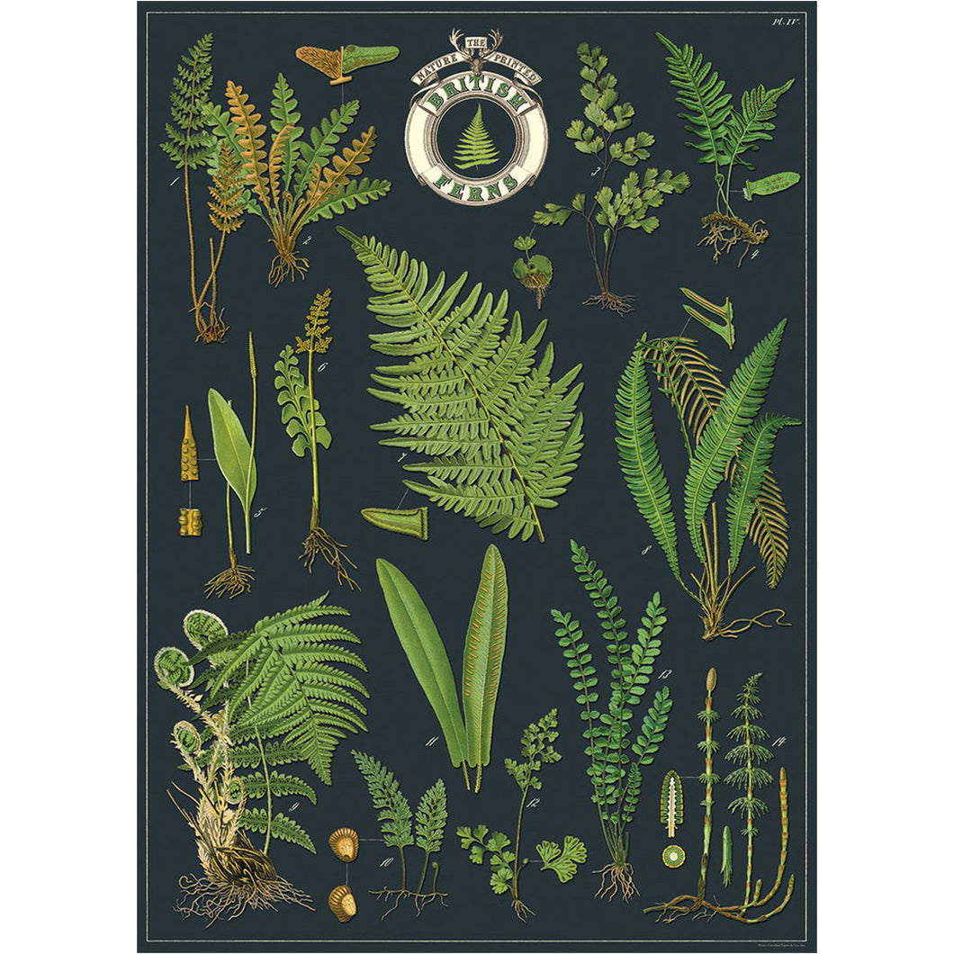 Poster / Wrap Paper, A2 Vintage Inspired Design, British Ferns