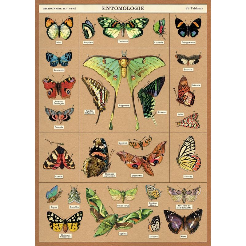 Poster / Wrap Paper, A2 Vintage Inspired Design, Butterfly 'Entomologie'  Poster