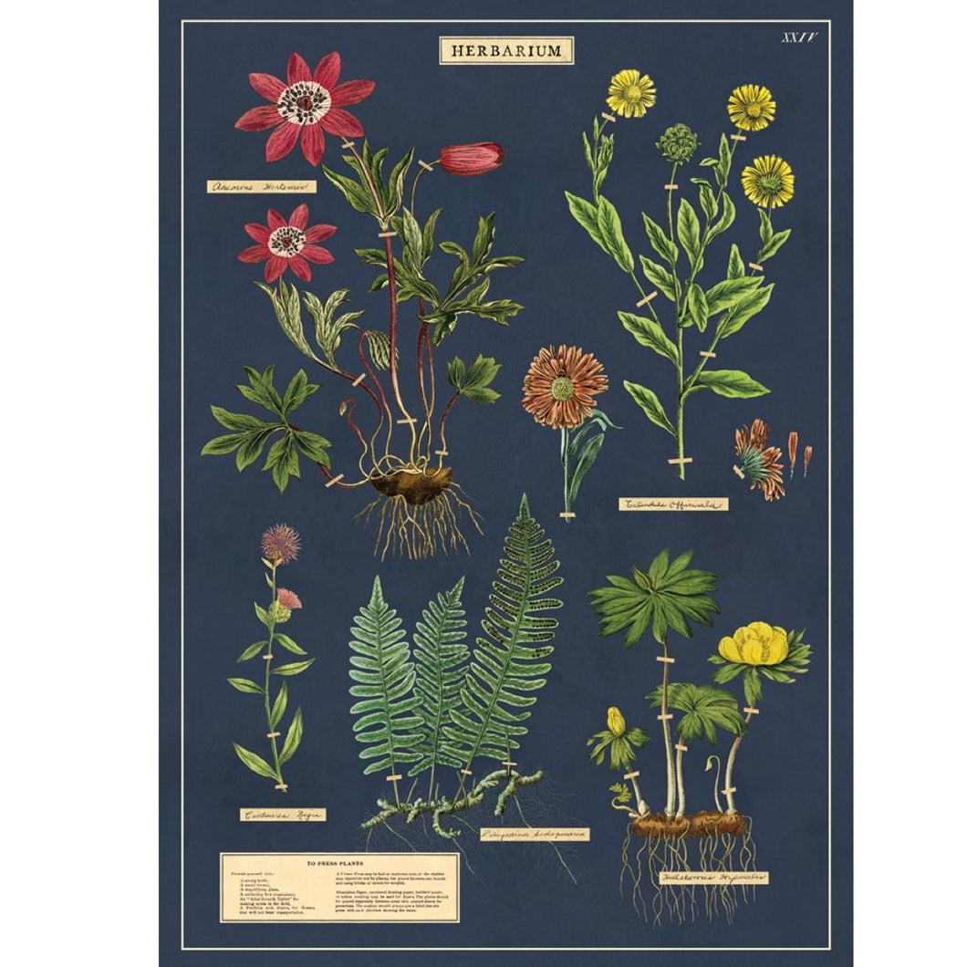 Poster / Wrap Paper, A2 Vintage Inspired Design, Plants/Herbarium