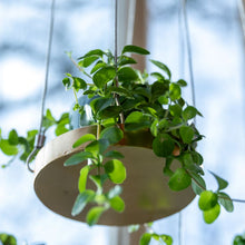 Load image into Gallery viewer, Tray, Plant Tray Hanging Round Gold Small, Window Dressing