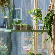 Load image into Gallery viewer, Tray for Plants, Hanging Rectangular Green Large