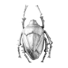 Load image into Gallery viewer, Wall Art, Large Silver &#39;Shield&#39; Beetle Wall Decoration
