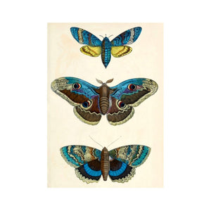 Greeting Card. Vintage Style The Blue Moths / Butterfly, Blank Design.