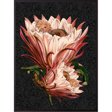 Load image into Gallery viewer, Print / Poster, 70x100cm Danish Design Art Work, Pink Protea, VF.
