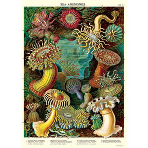 Poster / Wrap Paper, A2 Vintage Inspired Design, Sea Anemones Poster