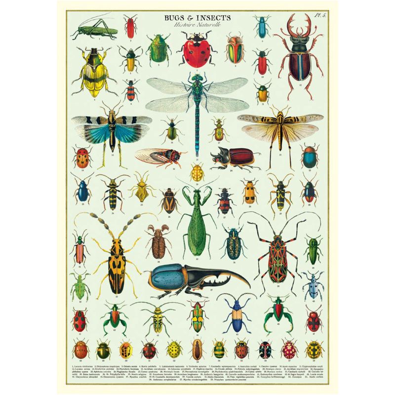 Poster / Wrap Paper, A2 Vintage Inspired Design, Bugs & Insect Poster ...