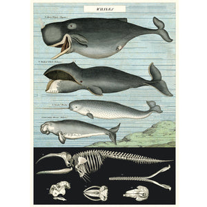 Poster / Wrap Paper, A2 Vintage Inspired Design. Whales / Whale Chart