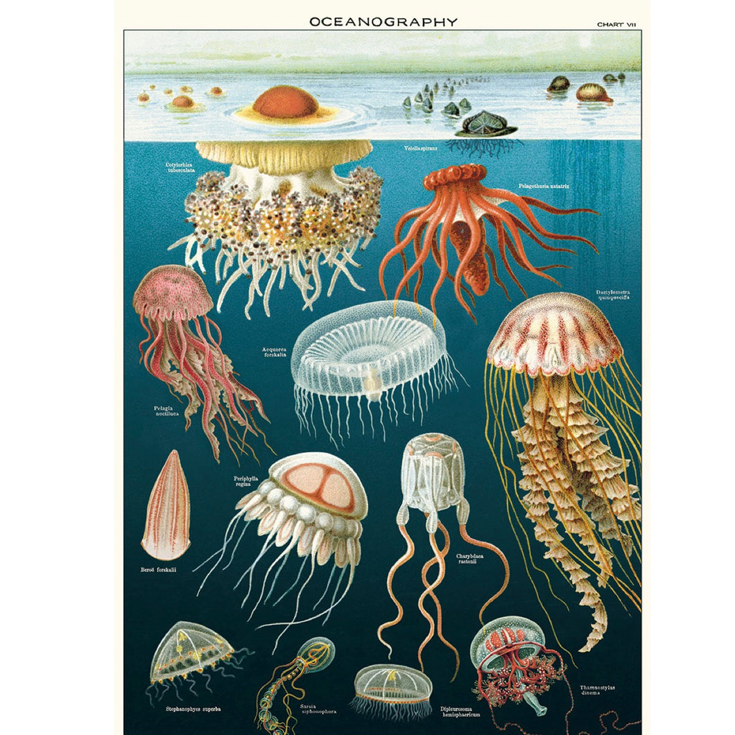 Poster / Wrap Paper, A2 Vintage Inspired Design, Jellyfish/ Oceanography