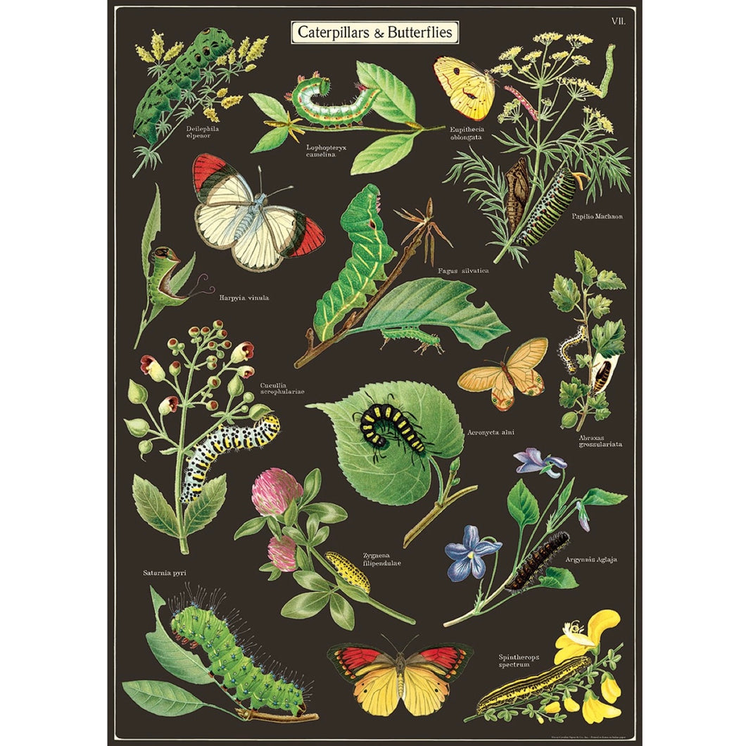 Poster / Wrap Paper, A2 Vintage Inspired Design, Caterpillars & Butterflies