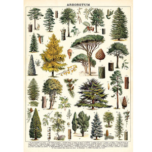 Poster / Wrap Paper, A2 Vintage Inspired Design, Trees/ Arboretum
