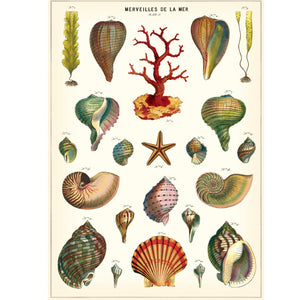 Poster / Wrap Paper, A2 Vintage Inspired Design, Sea Shells / Merveilles de la Mer