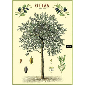 Poster / Wrap Paper, A2 Vintage Inspired Design, Olive / Oliva Tree Poster