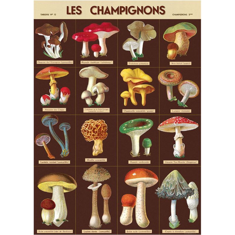 Poster / Wrap Paper, A2 Vintage Inspired Design, Mushroom Poster, Les Champignons